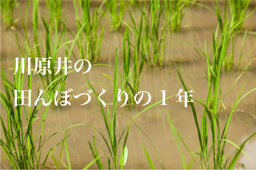 たんぼ